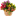 купи-тюльпан.рф favicon