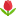 тюльпаны-киров.рф favicon
