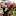 araikgalstyan.com favicon