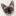 capoliveri.ru favicon