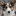 cardiganpembroke.com favicon