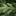 elki-premium-spb.ru favicon