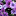 elvislara.com favicon