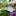 floramira.ru favicon