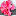 flowersisland.ru favicon