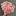 gvozdika-sort.ru favicon