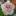 rose76.ru favicon