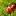 sntpervomaiskoe.ru favicon