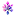 syringa.shop favicon