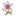 tsvetyvdom.ru favicon