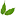 wikibotanika.ru favicon