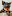 yorkshire.ru favicon