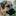 zootaxiastin.ru favicon